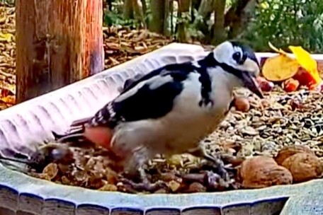 livebirdspoland_13932f3ddf4d6c10dfa6d142569722d1.jpg