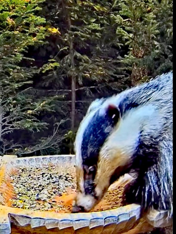 livebirdspoland_8f61760e9b4a5bf0078ec9c36a5ee369.jpg