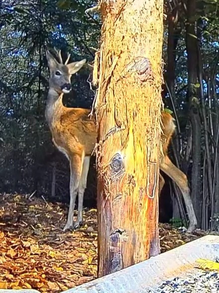 livebirdspoland_b037b1e22e778037658d181e80ef47b3.jpg