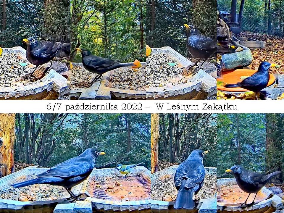 livebirdspoland_c3d5a4325e9de9ce1f332e956a795b7f.jpg