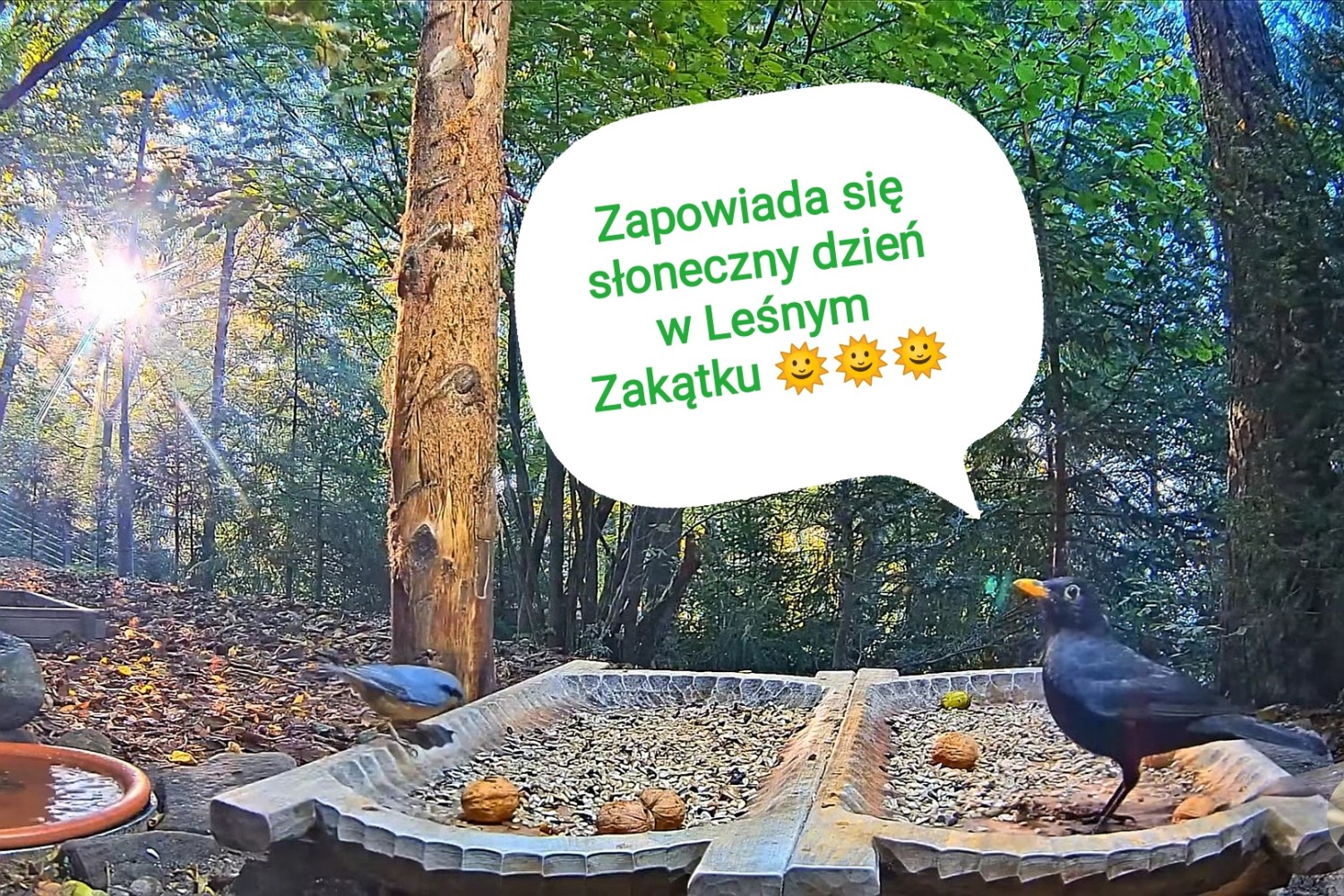 livebirdspoland_c74b39911b513af7e33d521809c47a88.jpg