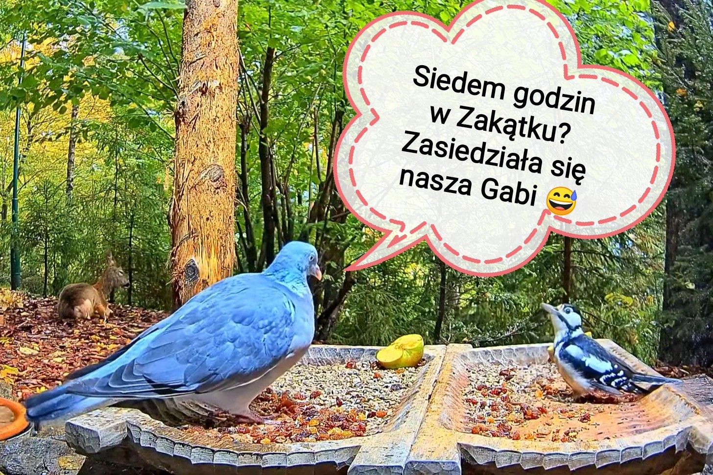 livebirdspoland_355ac80421034f9d69113e04d525d5de.jpg