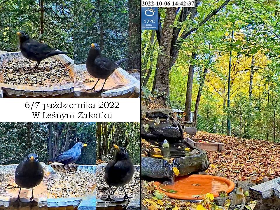 livebirdspoland_187c68a7221b5d7067b49c959d736a42.jpg