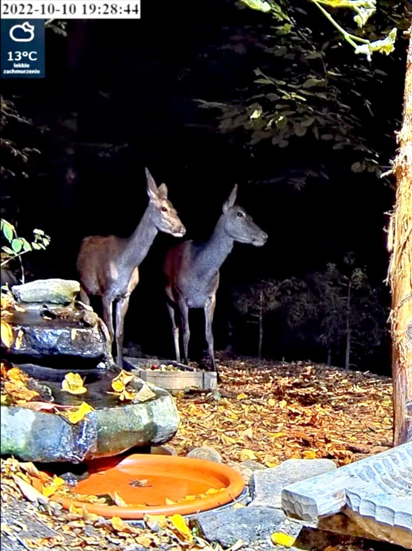 livebirdspoland_2f24553d1d2f5be925634564feb91393.jpg