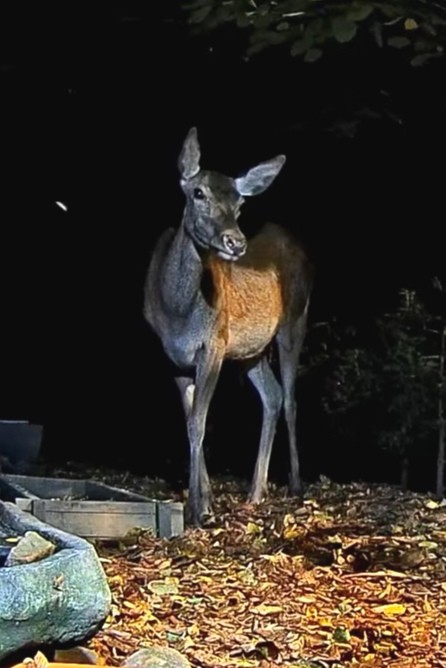 livebirdspoland_a6ac54b937f2148b53c014b175ebde77.jpg