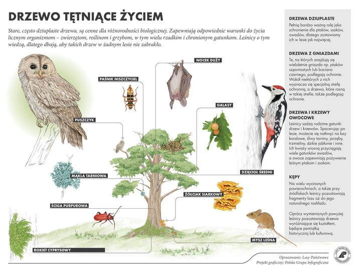 livebirdspoland_d8b0085975119764ca98d6db7b363c74.png