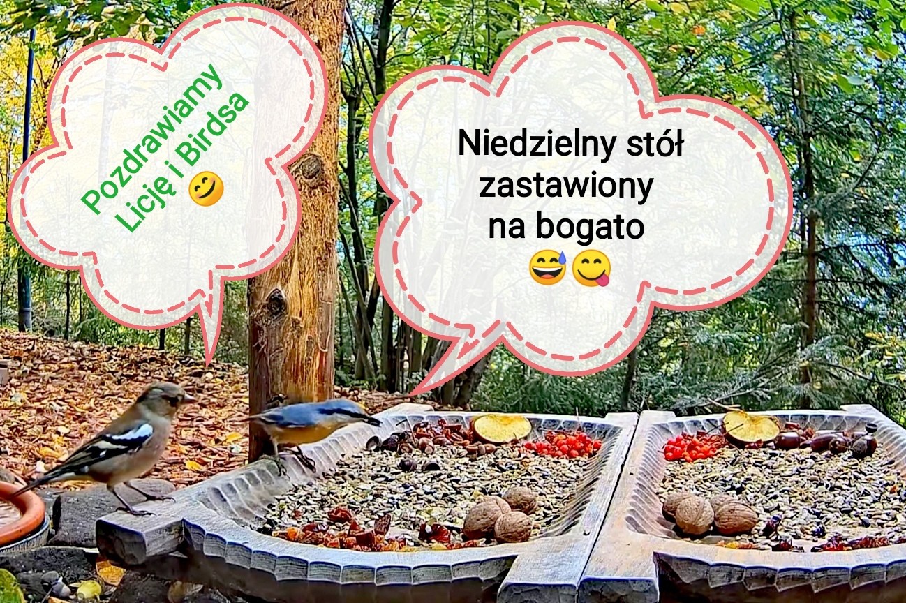 livebirdspoland_0ba51daa53c51aaf4696531032b36288.jpg