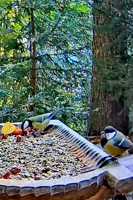 livebirdspoland_ce7cb52cb854ec50b5ea88090b795651.jpg