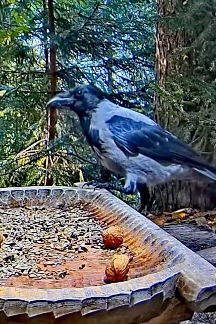 livebirdspoland_3acc89e3c7db54a27c290955f4f8ff51.jpg