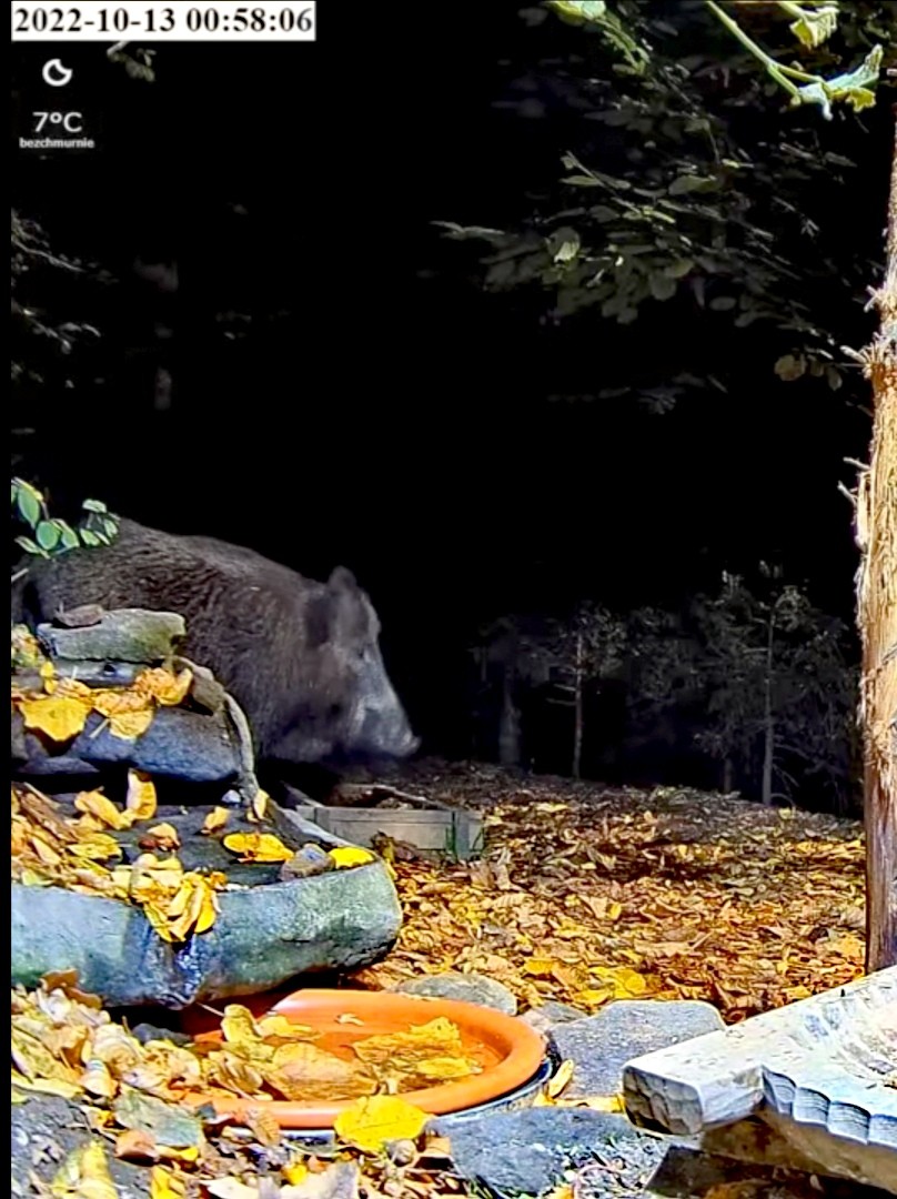 livebirdspoland_b0f5f63b4e9ab19e5001a2f1460c1a31.jpg