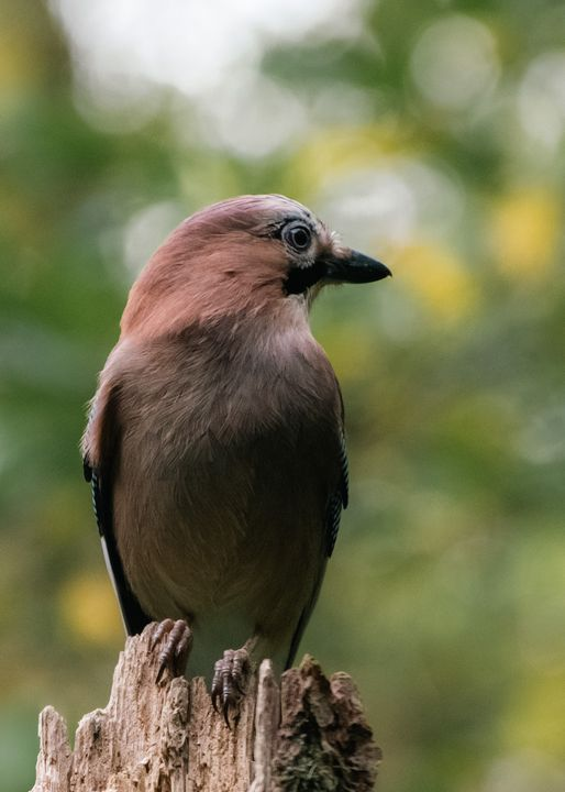 livebirdspoland_24b12205ad2fae76363983790b5dc1ea.png