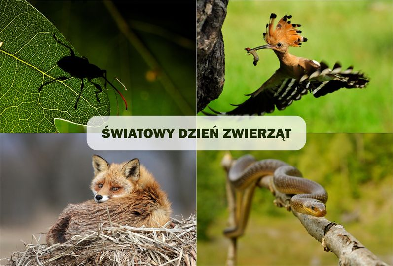 livebirdspoland_1d94dfec13811c4126034e2e3aba90d0.png