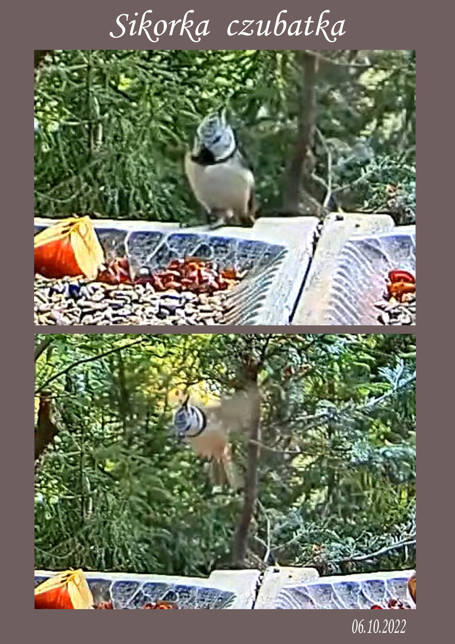 livebirdspoland_6ebdd4868f9a851f365abcd9b86ea167.jpg