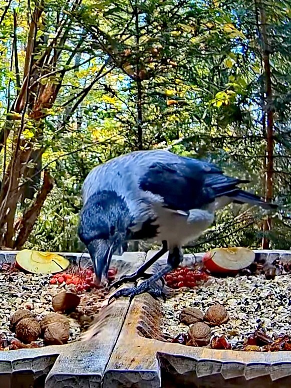 livebirdspoland_e05c756ee756c346e45d6ef53174f924.jpg
