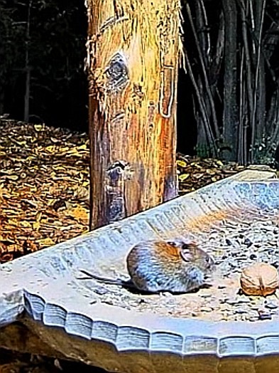livebirdspoland_e02be2a0711874be913a474d5c69cdeb.jpg