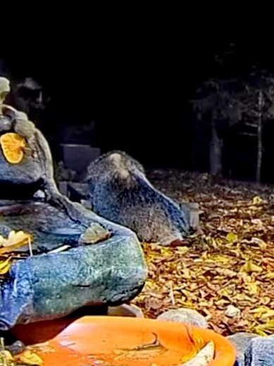 livebirdspoland_13699c5545803a0f6b188820bb259a5f.jpg