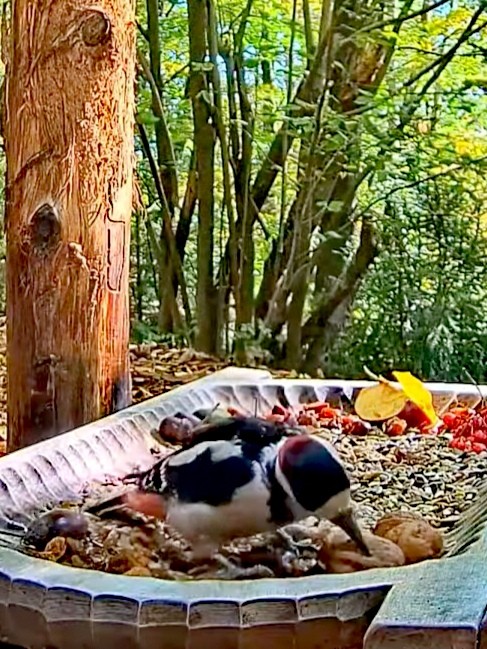 livebirdspoland_5580de61f342b71c362fc2152d39a345.jpg