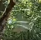 livebirdspoland_e00acb6c1343f18ef5a69582b63c9eaf.jpg