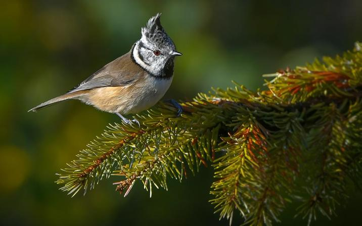 livebirdspoland_d4a9bcb40342226a258066a7cbbea494.png