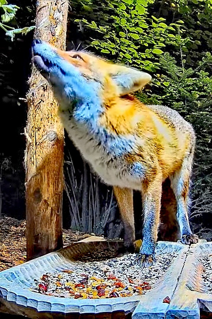 livebirdspoland_d9f855cb1a3c9e1d7f684bf8c1b38921.jpg