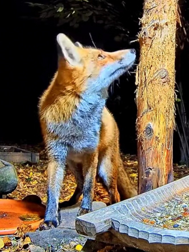 livebirdspoland_81d20a1bc677052b90f813434dcdd546.jpg