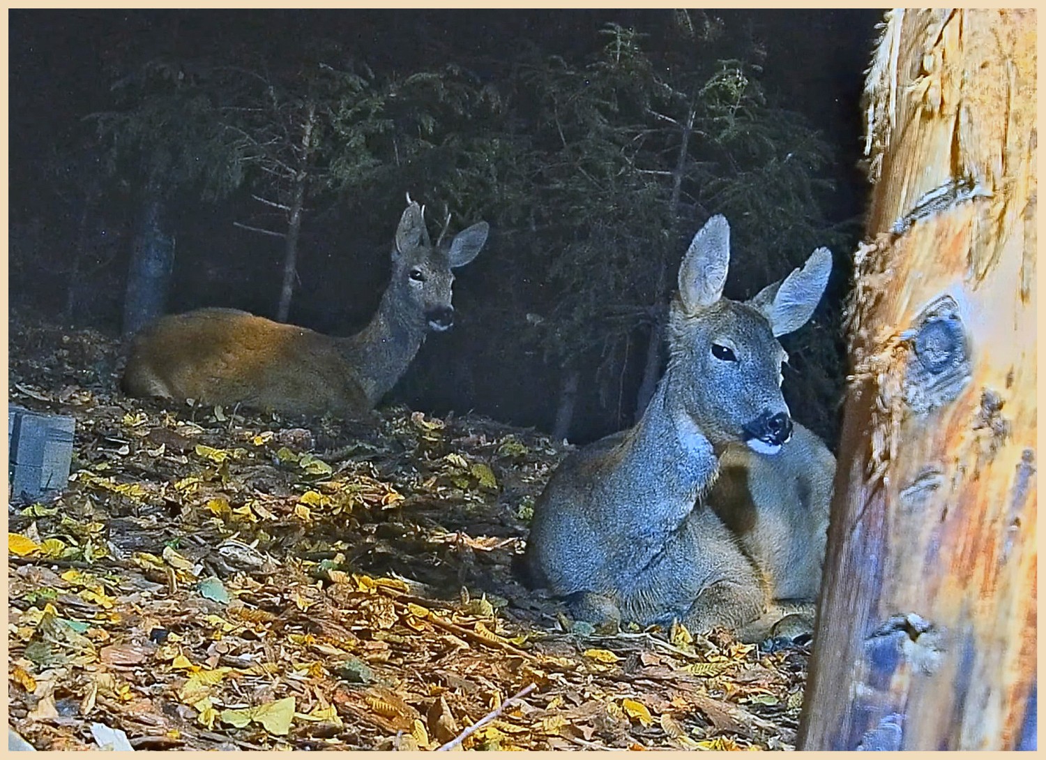 livebirdspoland_c9bbdf248e01db478f15382255452498.jpg