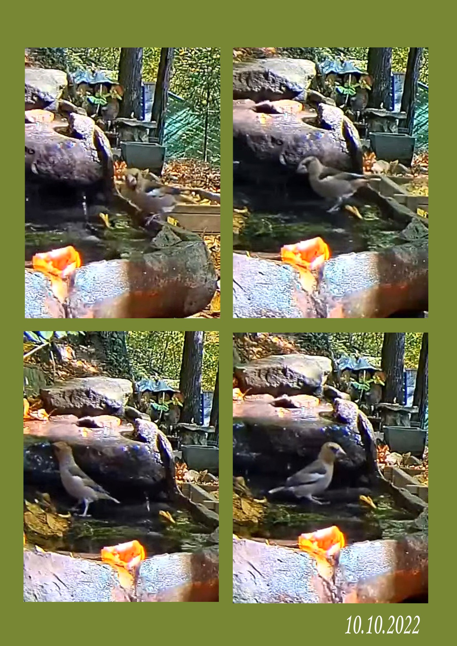 livebirdspoland_152a00fc84b48ccab3f45b589120c521.jpg
