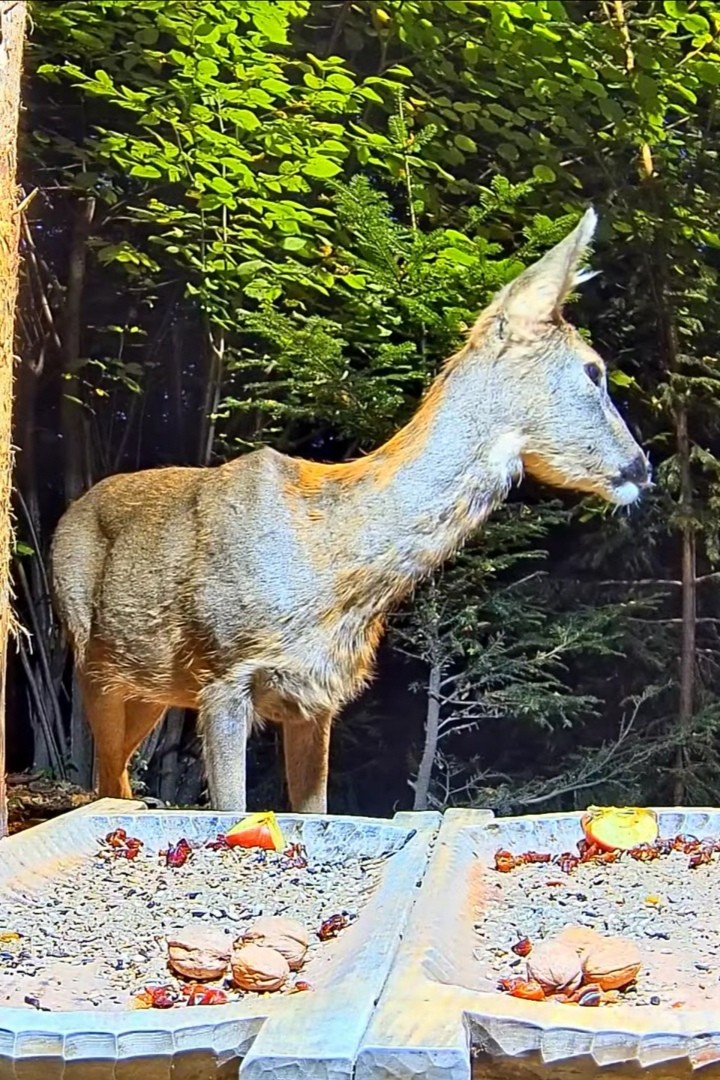 livebirdspoland_a02b112bd0df7a1d3f79cd45c4d88ac7.jpg