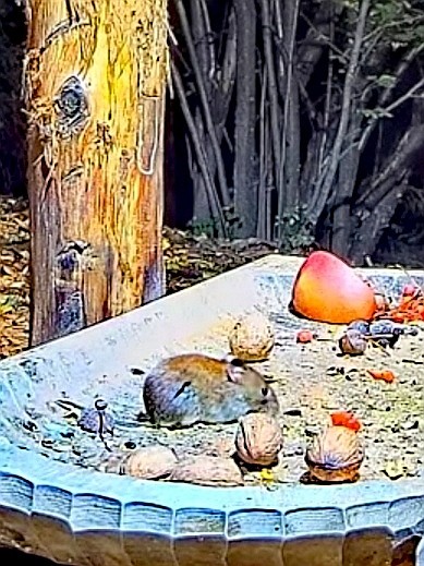 livebirdspoland_81406257db0894203ef64c5a07cce2e3.jpg
