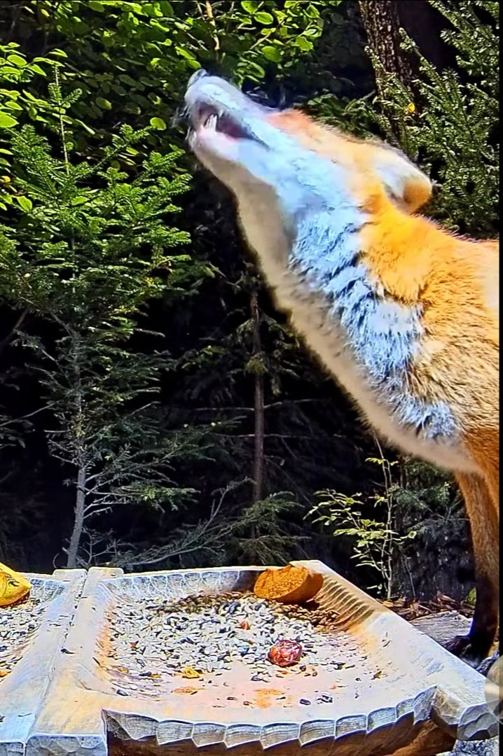 livebirdspoland_872265c62b25a1bb7769caa85537ab43.jpg