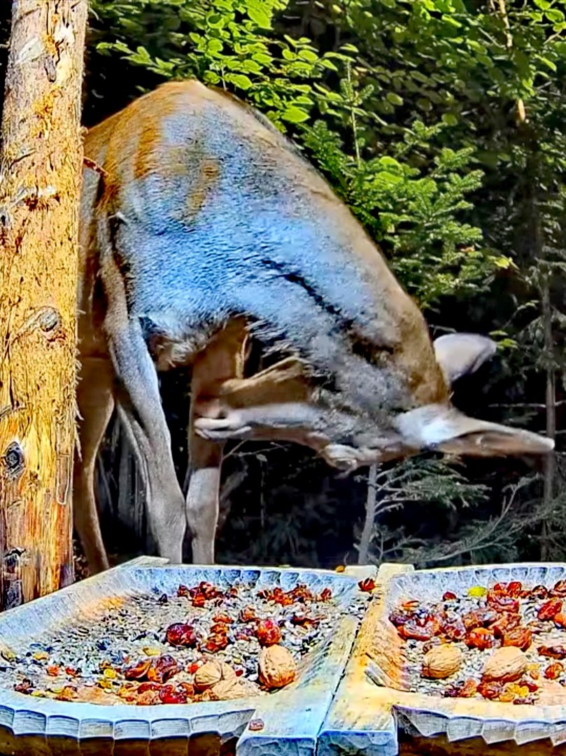 livebirdspoland_cdeb6c4ef304f6270e5247546f1b17f3.jpg