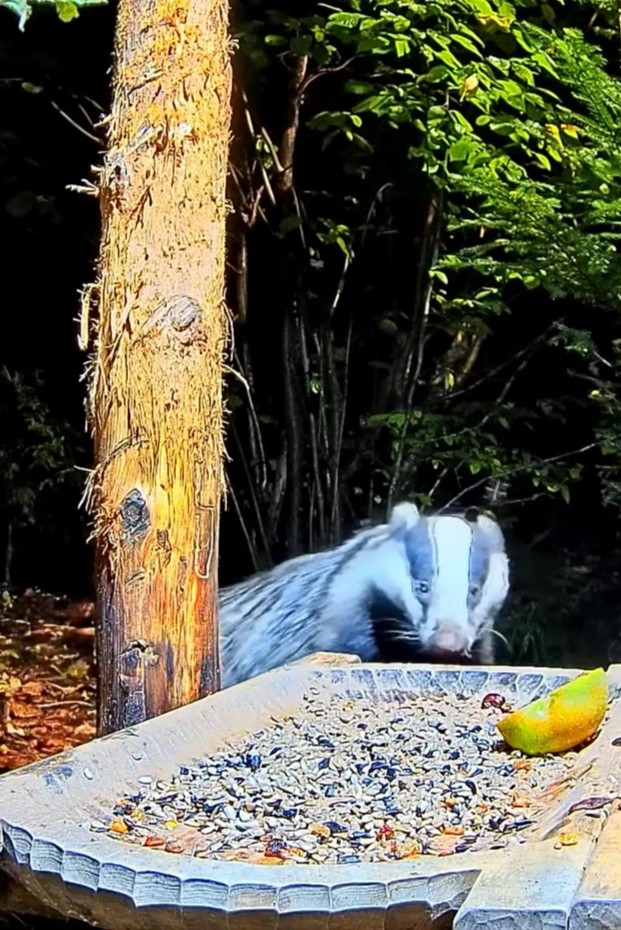 livebirdspoland_ea12116c4f097a0e471320a53f25b721.jpg