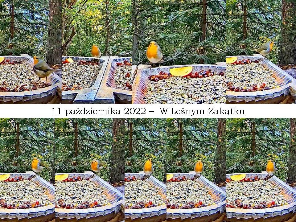 livebirdspoland_73d43e8c9068b7a880b83acfcf7c8b17.jpg