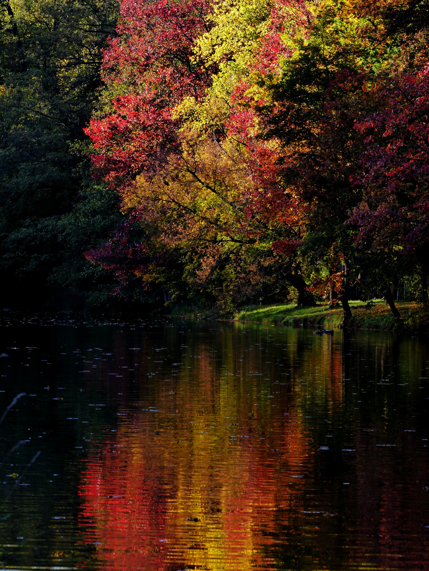 livebirdspoland_595a0da994a633515b28dbe5ec667db0.jpg