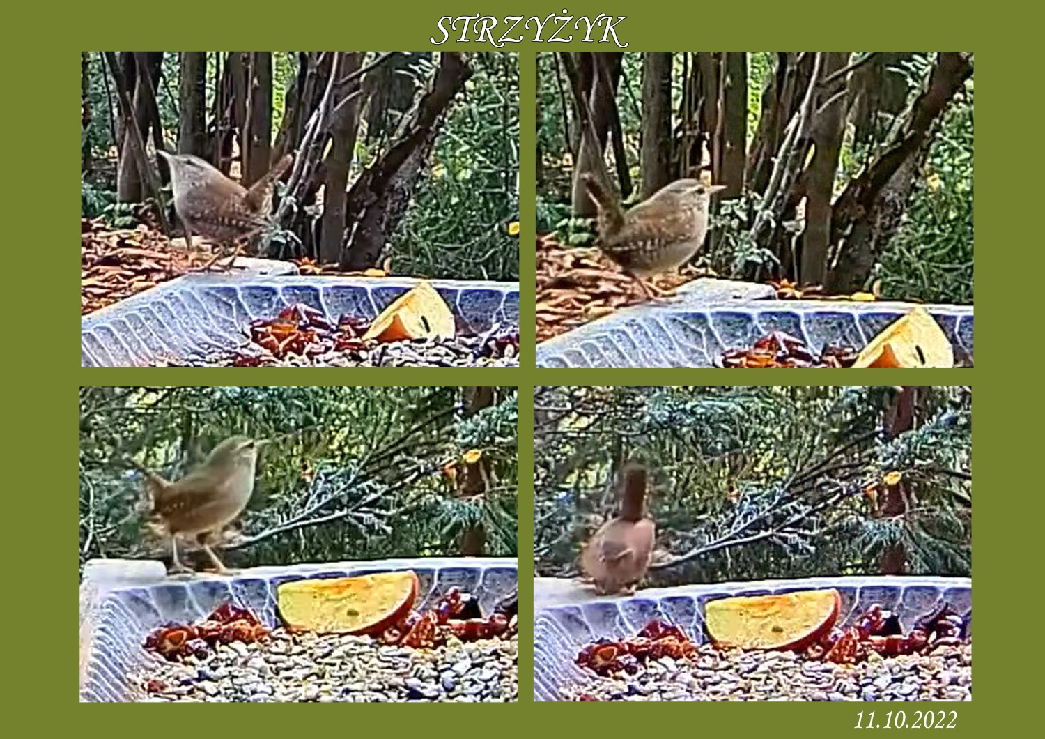 livebirdspoland_dcd590662efeb297c246d7683be076ee.jpg