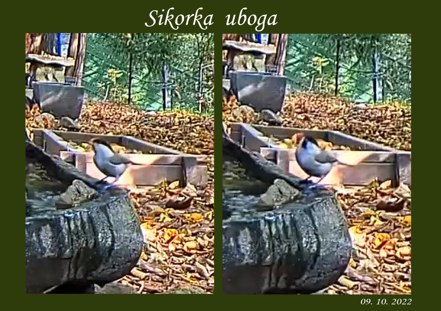 livebirdspoland_050abb0bee7bfd0234c55202dd68df08.jpg