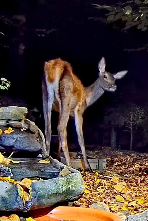 livebirdspoland_e07cc7a0e838786c027ae24ddcbf07ca.jpg