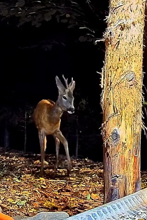 livebirdspoland_36bdf07e518ac34268b370b73bf1e593.jpg