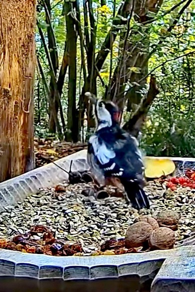 livebirdspoland_e68a1d2adf5363eeb39d75310dfc6b52.jpg