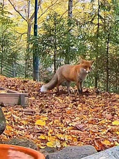 livebirdspoland_1c33887b068e00c98d11d0f642cd74e3.jpg
