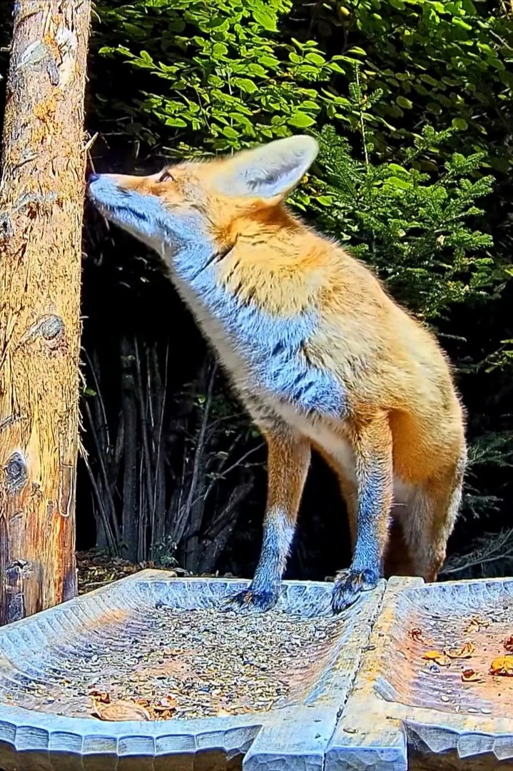 livebirdspoland_be3f0d12f124540ddcf9ace77404a777.jpg