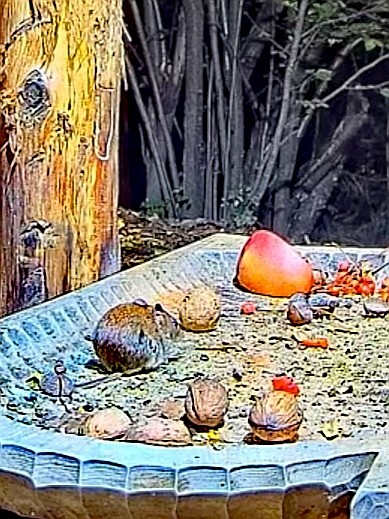 livebirdspoland_e0d6130cd7a8e34ab2048dd0b487bc9a.jpg