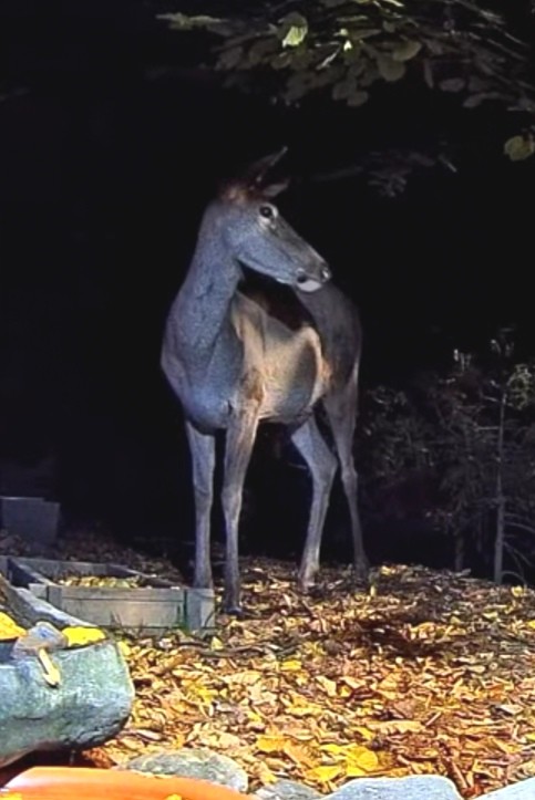 livebirdspoland_375facdd6b0f7e2260f44e2f4f83987a.jpg