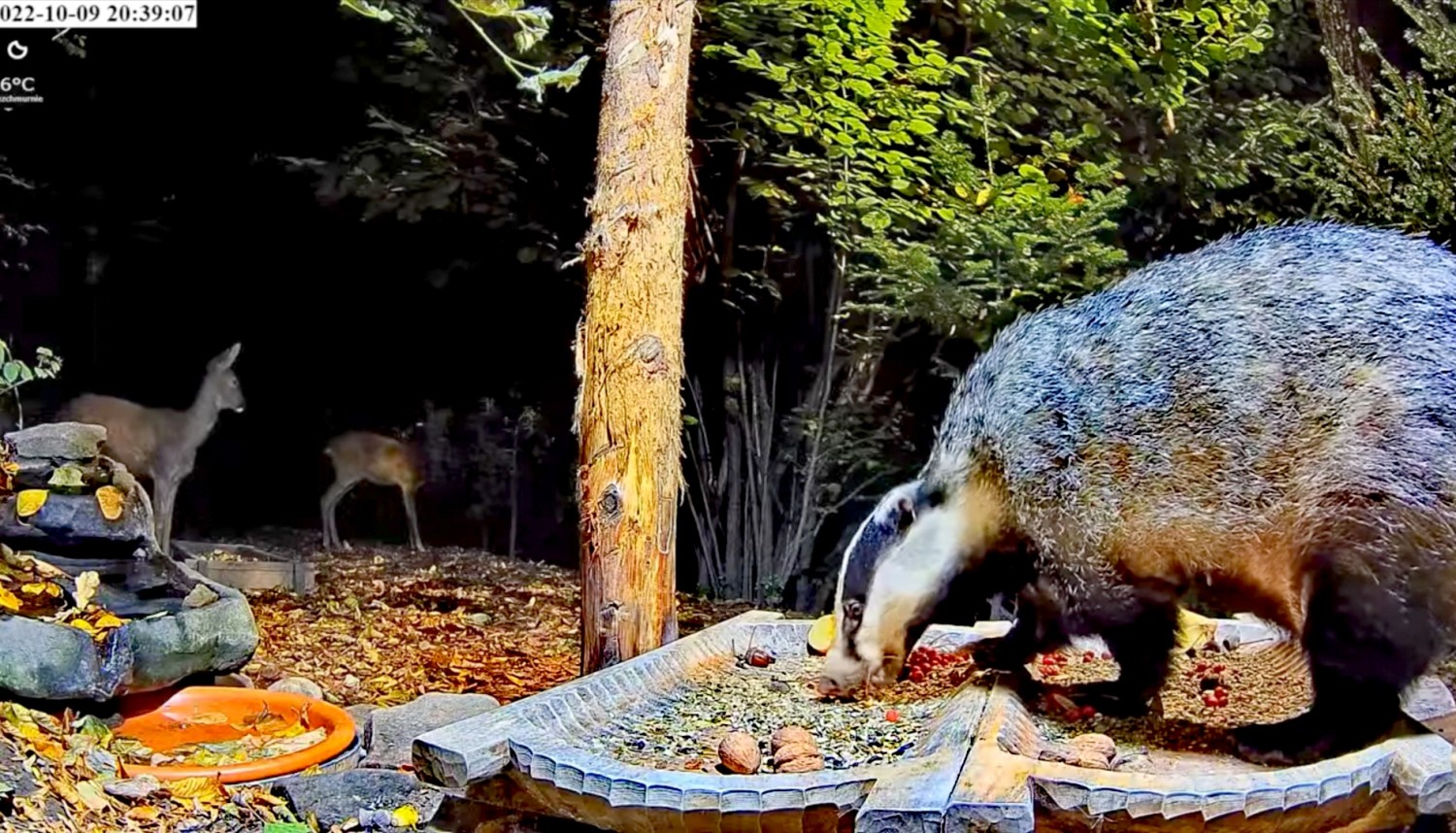 livebirdspoland_885d3b0f0a46a40697353c91c1d56d84.jpg