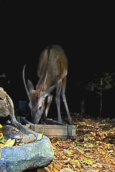 livebirdspoland_6b38b8a99027ccd8142c5f1421d12420.jpg