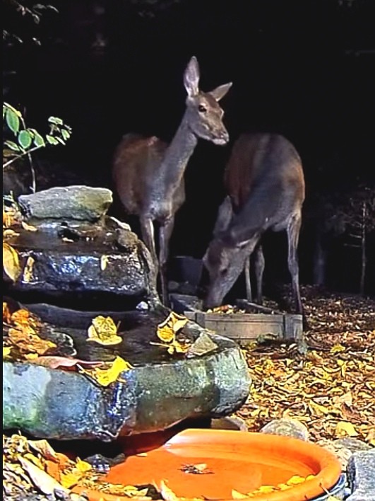 livebirdspoland_42774c08716d24fdb905696243e8cc3c.jpg