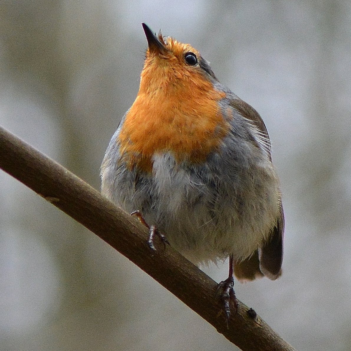 livebirdspoland_2951f58a1a5ff9e0c10049f5d685274b.jpg