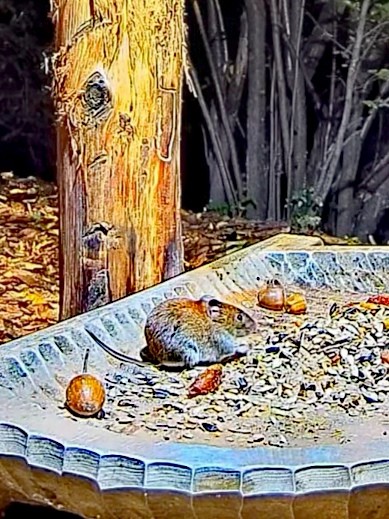 livebirdspoland_90bffa0740f5e3906a2ff26e00f9544c.jpg