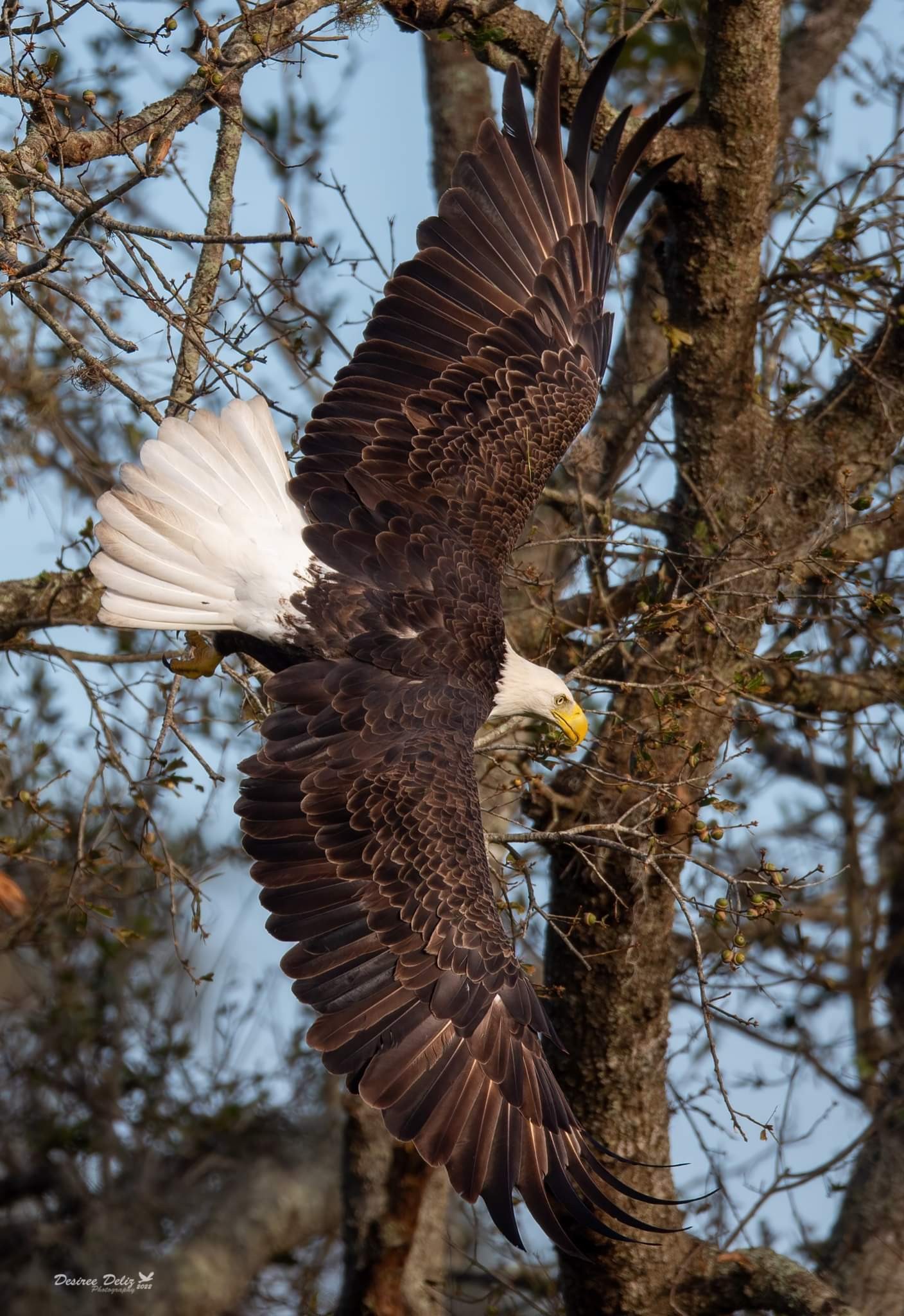 livebirdspoland_d9dce00ba458a938250620cbca380915.jpg