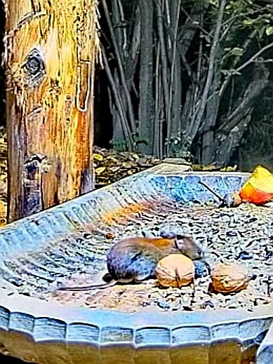 livebirdspoland_1eae2e69d1c64dd852f3f8a0edf6556e.jpg